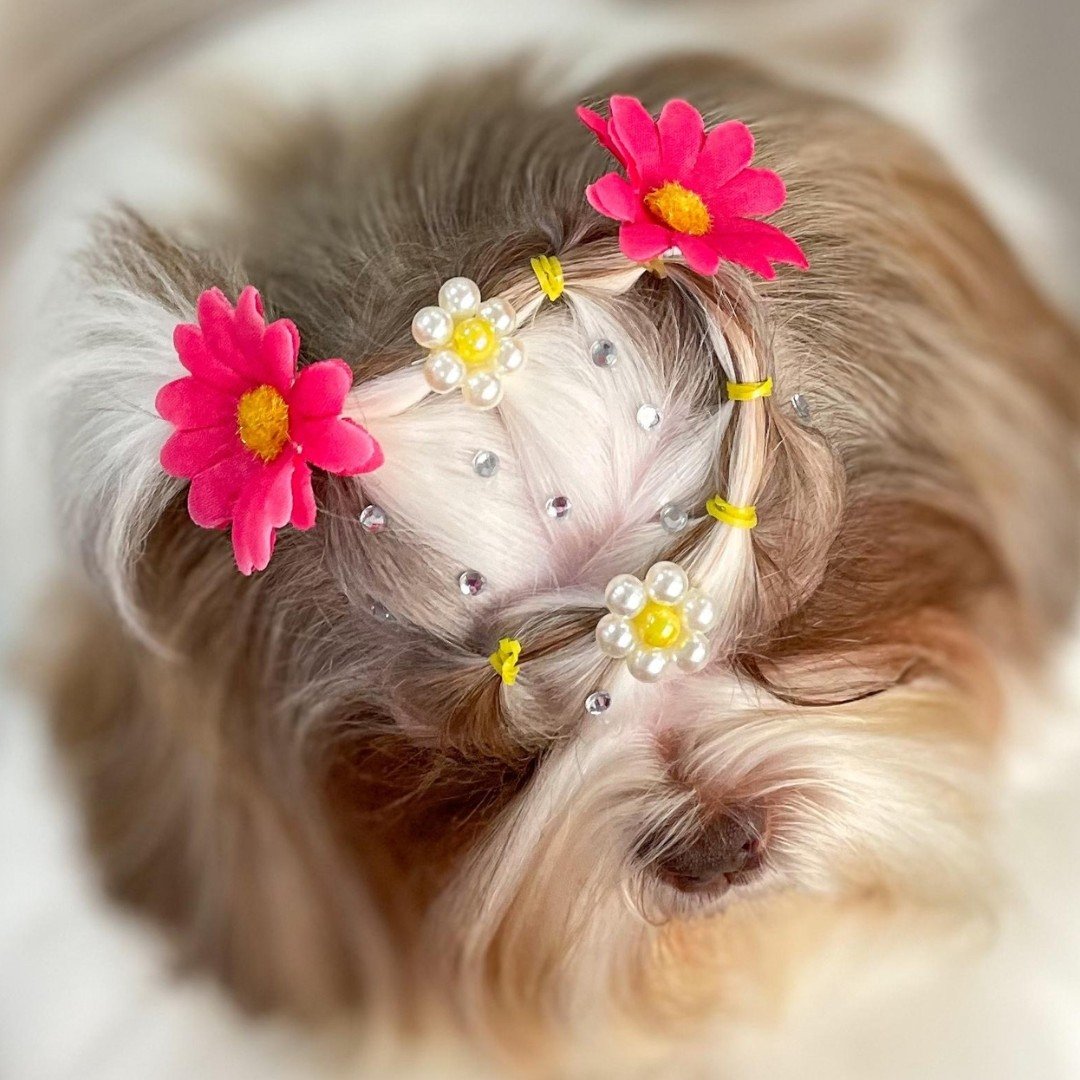 01 lacinho flor margarida mix 10 un