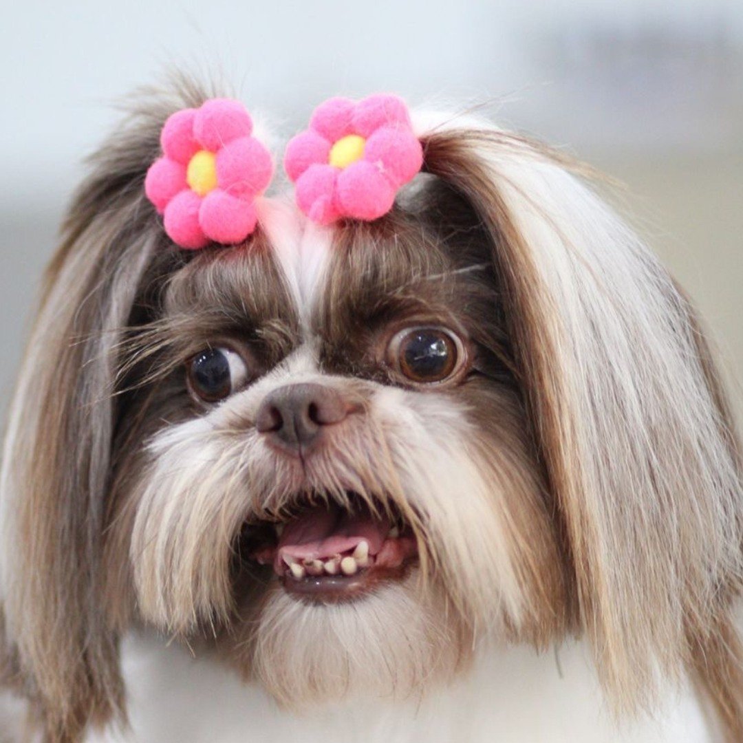 14 flor pom pom p 10 un elastico ou adesivo