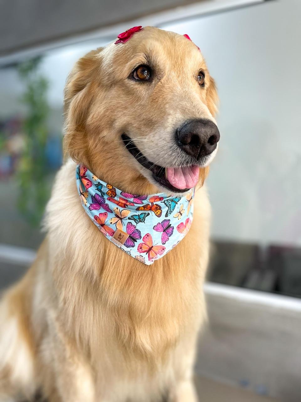 02 bandana pet halloween aboboras 10 un p m e g