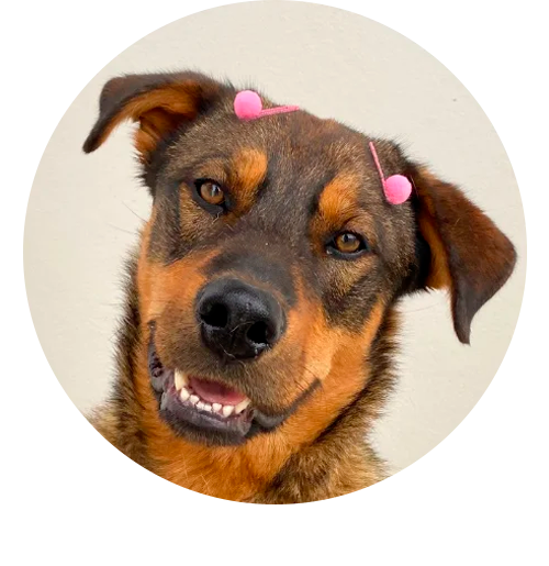 adesivos