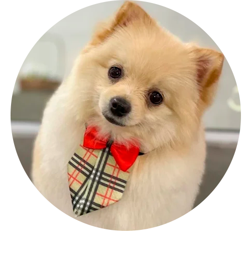 gravatas gargantilhas